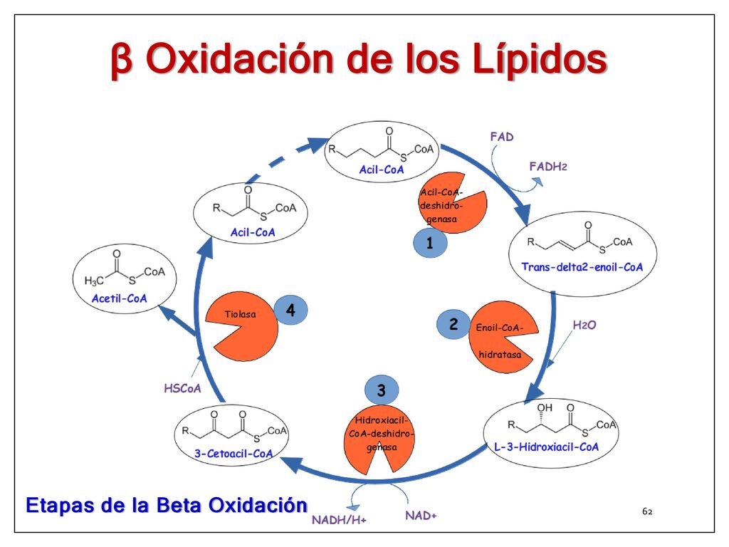 β Oxidación de los Lípidos β Oxidación de los Lípidos