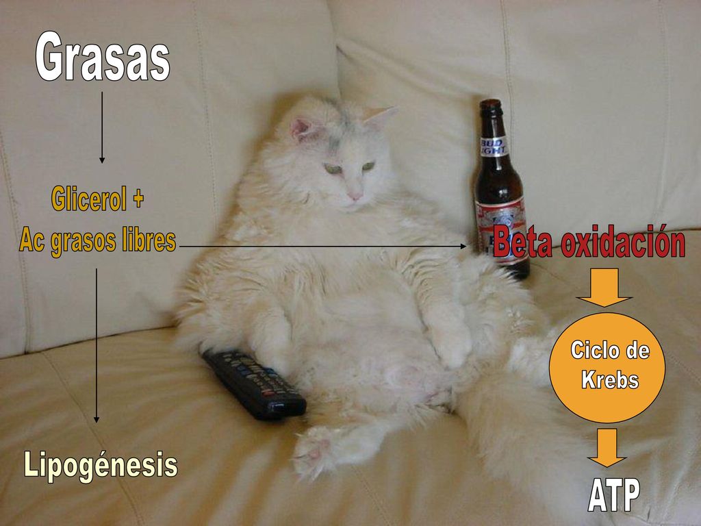 Grasas Beta oxidación Lipogénesis ATP Glicerol + Ac grasos libres