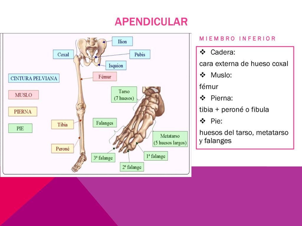 APENDICULAR Cadera: cara externa de hueso coxal Muslo: fémur Pierna: