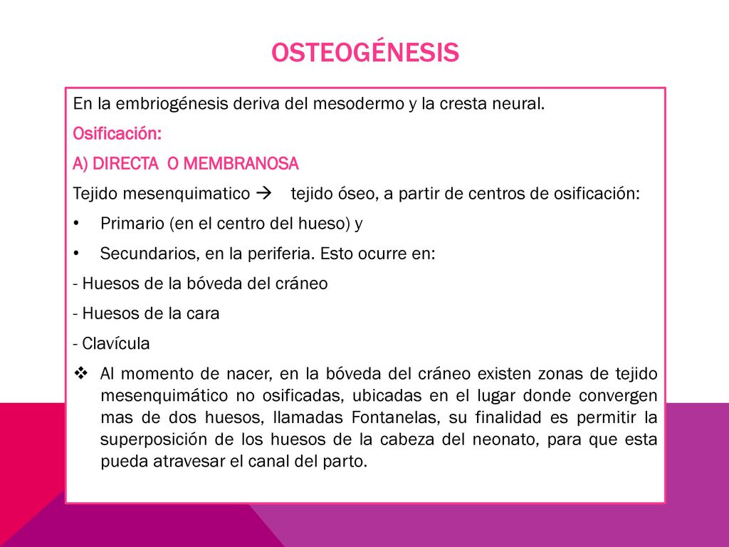 OSTEOGÉNESIS En la embriogénesis deriva del mesodermo y la cresta neural. Osificación: A) DIRECTA O MEMBRANOSA.