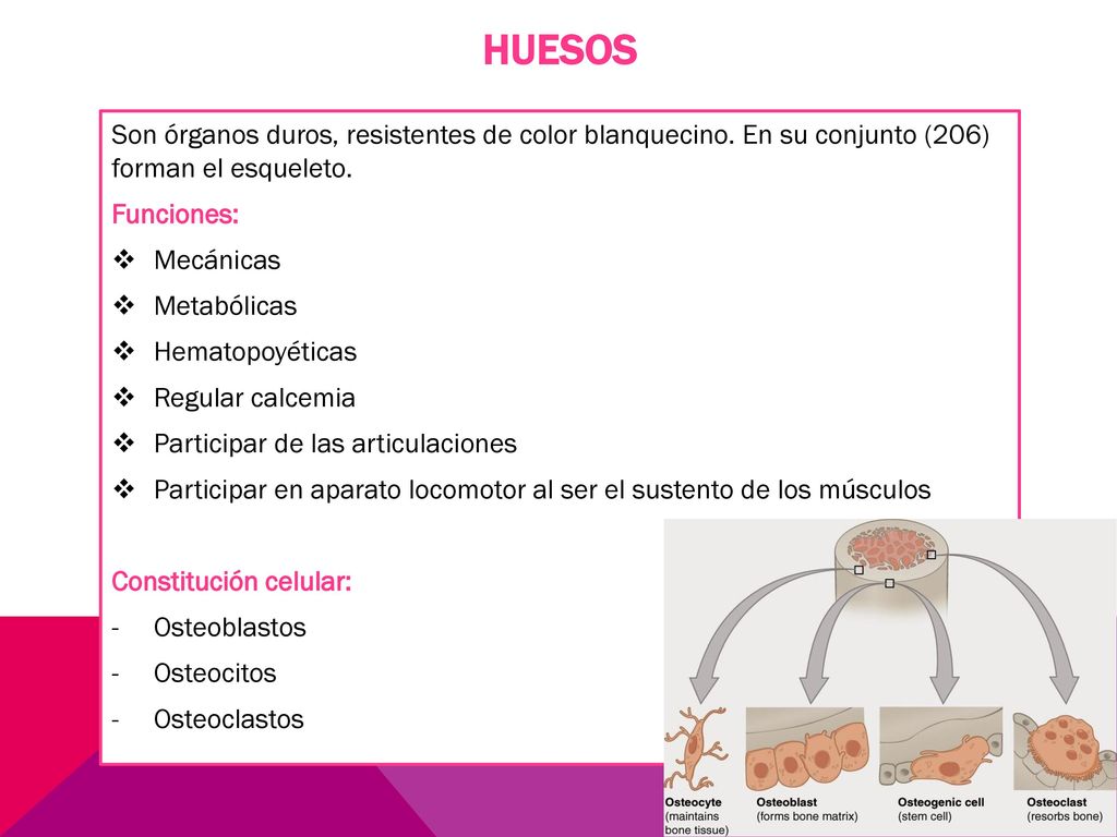 HUESOS Son órganos duros, resistentes de color blanquecino. En su conjunto (206) forman el esqueleto.