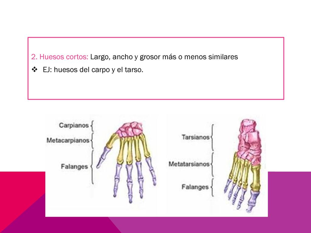 2. Huesos cortos: Largo, ancho y grosor más o menos similares