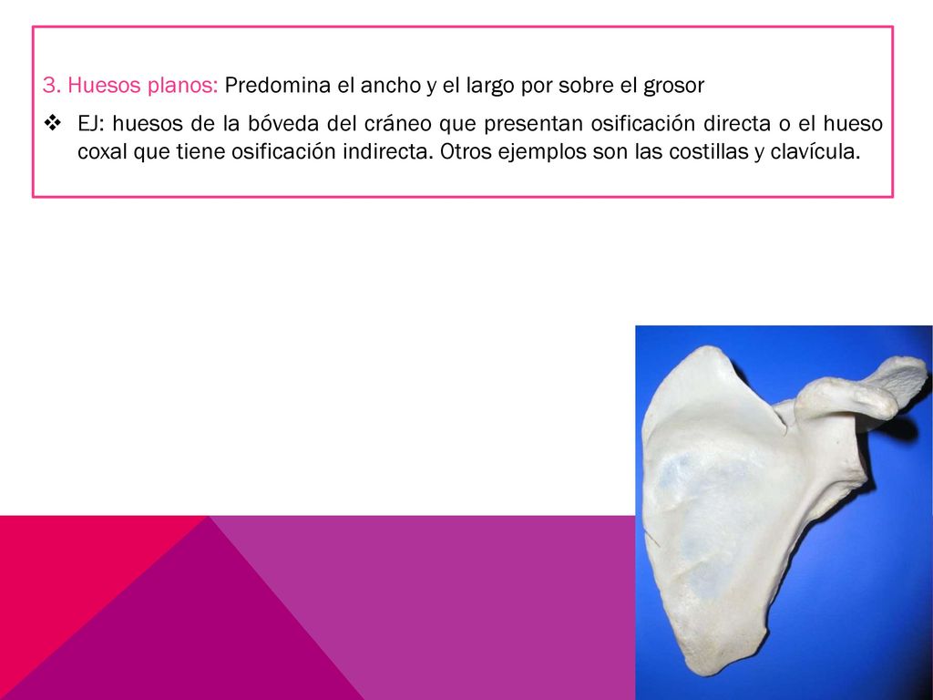 3. Huesos planos: Predomina el ancho y el largo por sobre el grosor