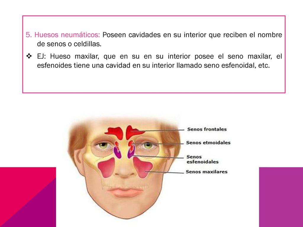 5. Huesos neumáticos: Poseen cavidades en su interior que reciben el nombre de senos o celdillas.