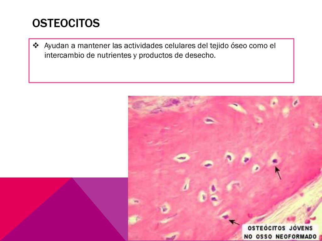 OSTEOCITOS Ayudan a mantener las actividades celulares del tejido óseo como el intercambio de nutrientes y productos de desecho.