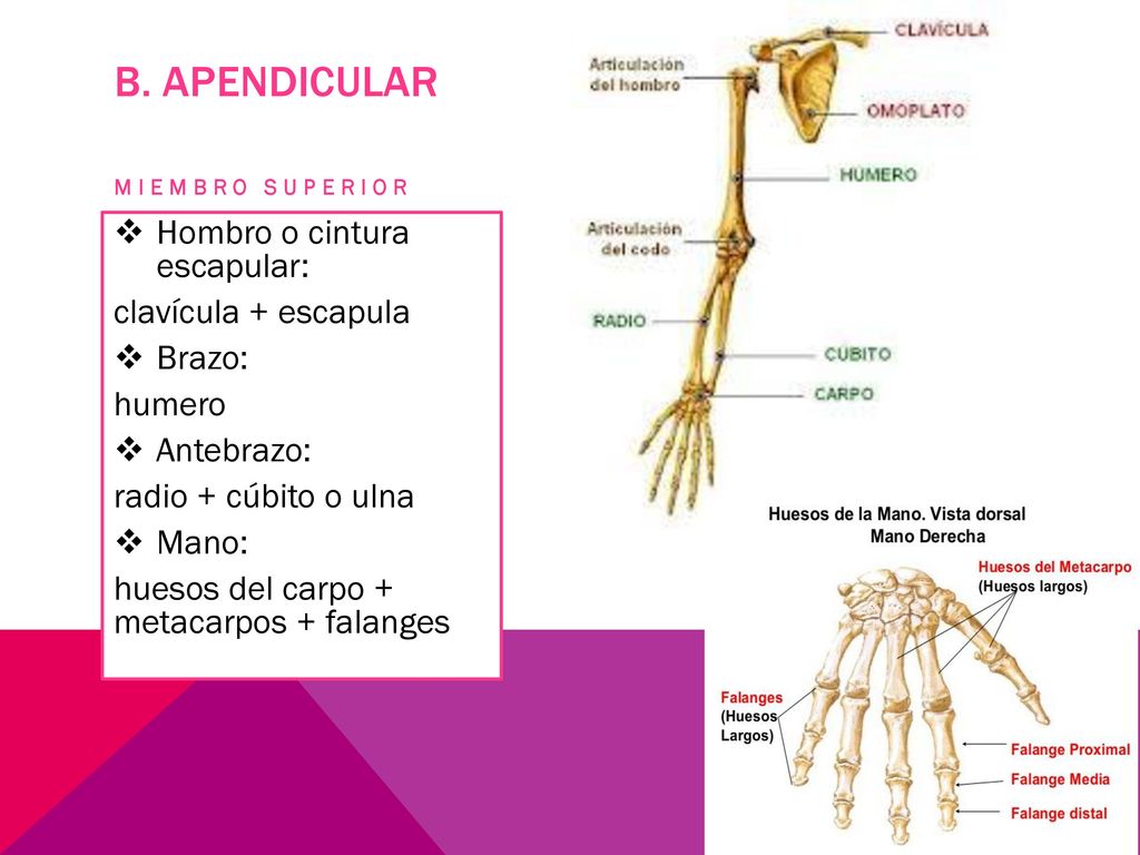 b. APENDICULAR Hombro o cintura escapular: clavícula + escapula Brazo: