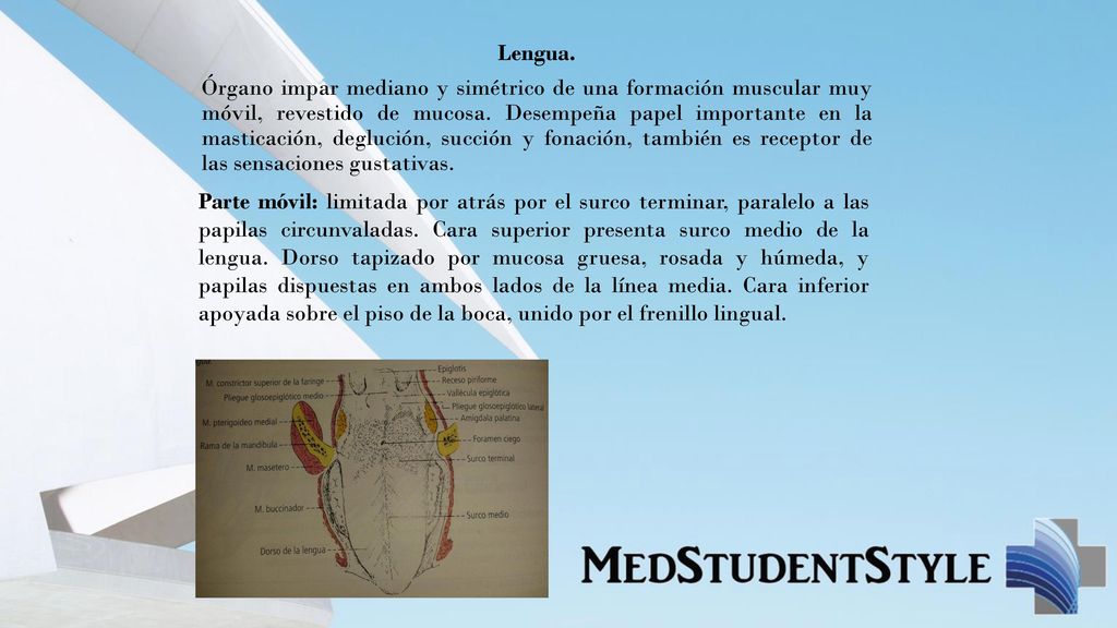 Lengua. Órgano impar mediano y simétrico de una formación muscular muy móvil, revestido de mucosa. Desempeña papel importante en la masticación, deglución, succión y fonación, también es receptor de las sensaciones gustativas.