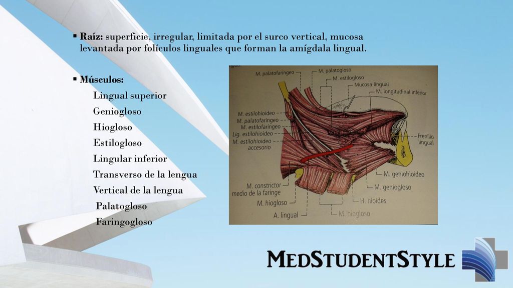 Raíz: superficie, irregular, limitada por el surco vertical, mucosa levantada por folículos linguales que forman la amígdala lingual.