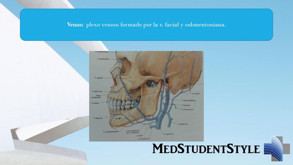 Venas: plexo venoso formado por la v. facial y submentoniana.