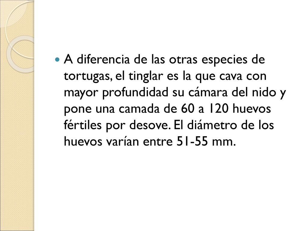 A diferencia de las otras especies de tortugas, el tinglar es la que cava con mayor profundidad su cámara del nido y pone una camada de 60 a 120 huevos fértiles por desove.