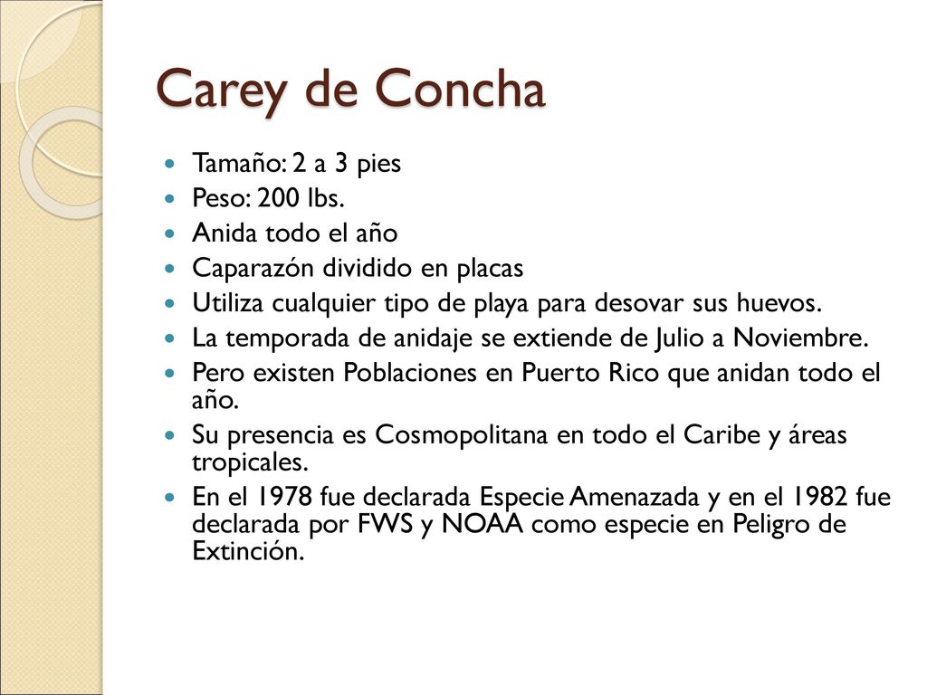 Carey de Concha Tamaño: 2 a 3 pies Peso: 200 lbs. Anida todo el año