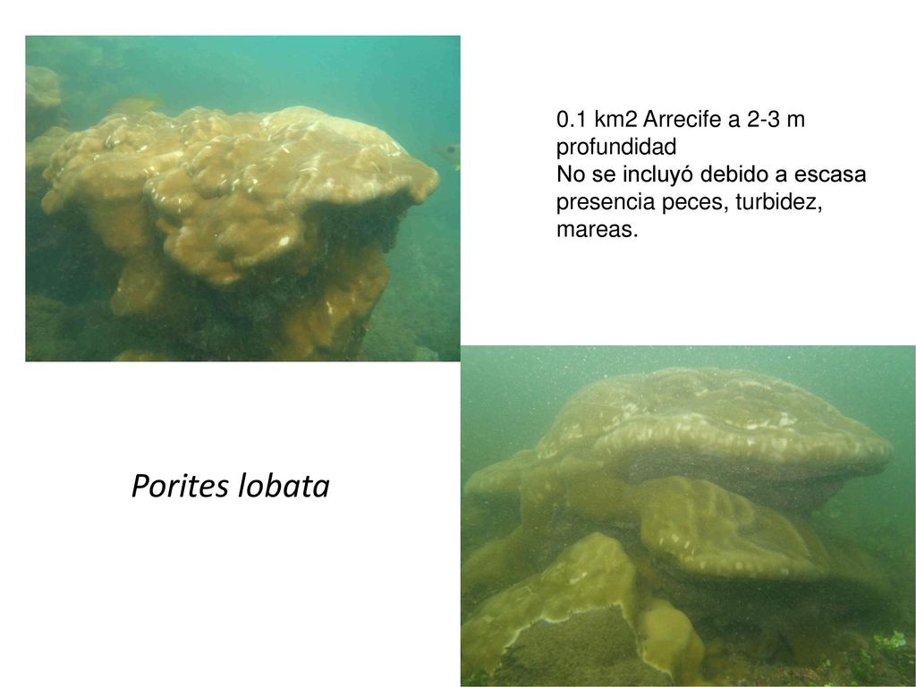 Porites lobata 0.1 km2 Arrecife a 2-3 m profundidad