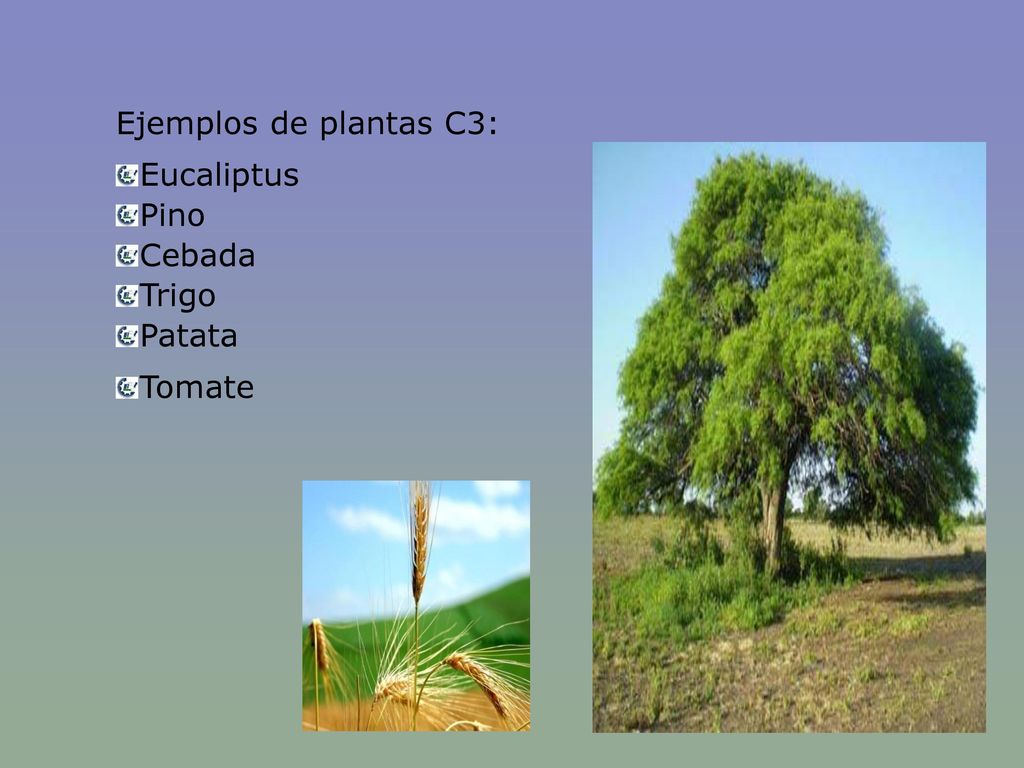 Ejemplos de plantas C3: Eucaliptus Pino Cebada Trigo Patata Tomate