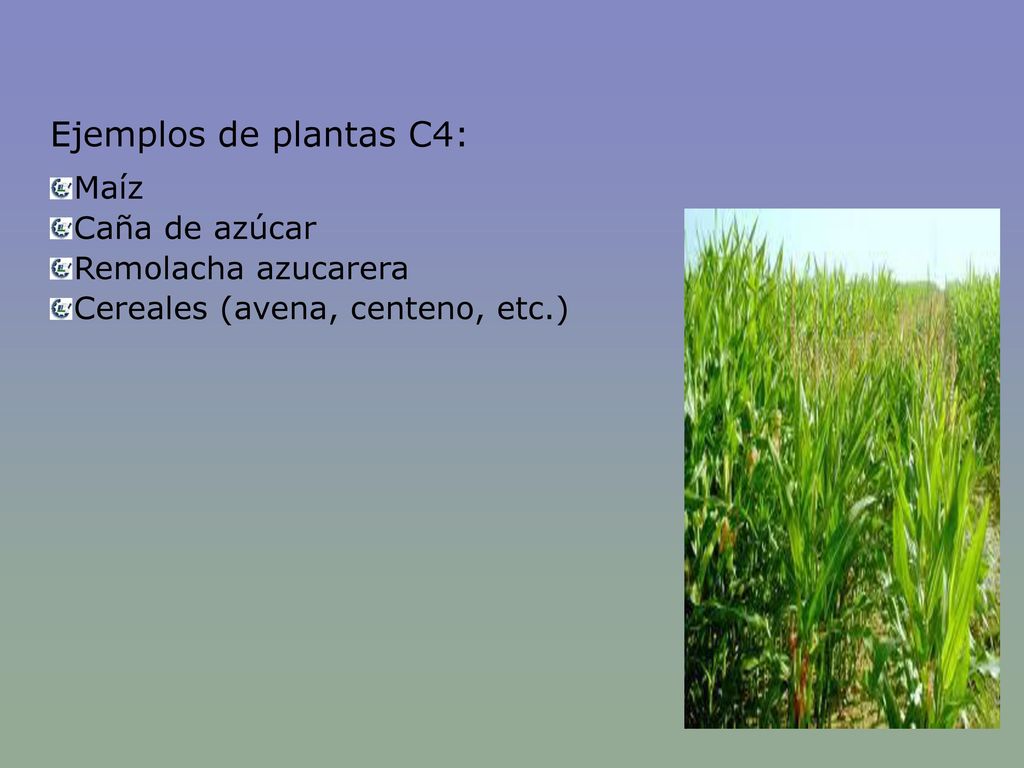 Ejemplos de plantas C4: Maíz Caña de azúcar Remolacha azucarera