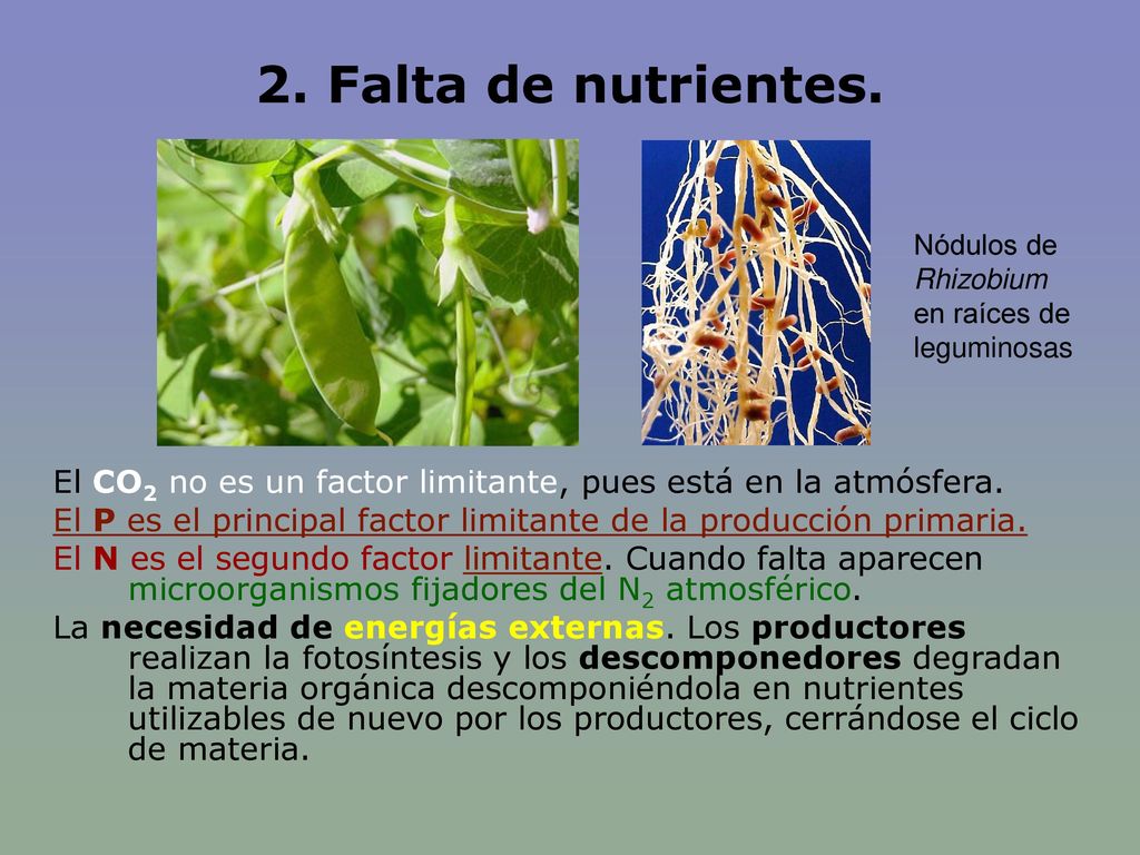 2. Falta de nutrientes. Nódulos de Rhizobium en raíces de leguminosas. El CO2 no es un factor limitante, pues está en la atmósfera.
