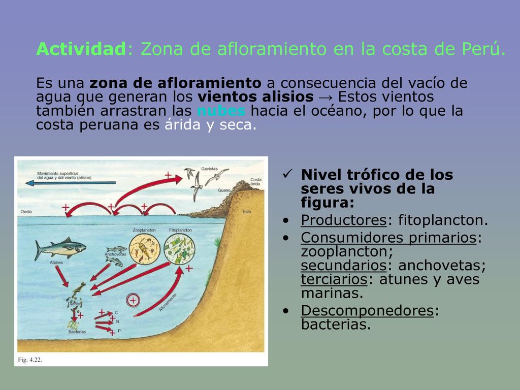 Actividad: Zona de afloramiento en la costa de Perú.