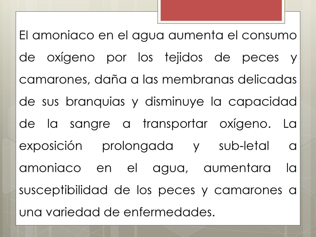 EI amoniaco en el agua aumenta el consumo de oxígeno por los tejidos de peces y camarones, daña a las membranas delicadas de sus branquias y disminuye la capacidad de la sangre a transportar oxígeno.