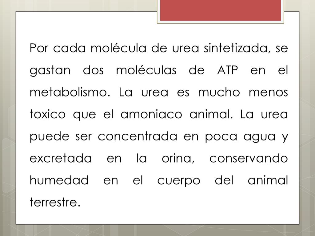 Por cada molécula de urea sintetizada, se gastan dos moléculas de ATP en el metabolismo.