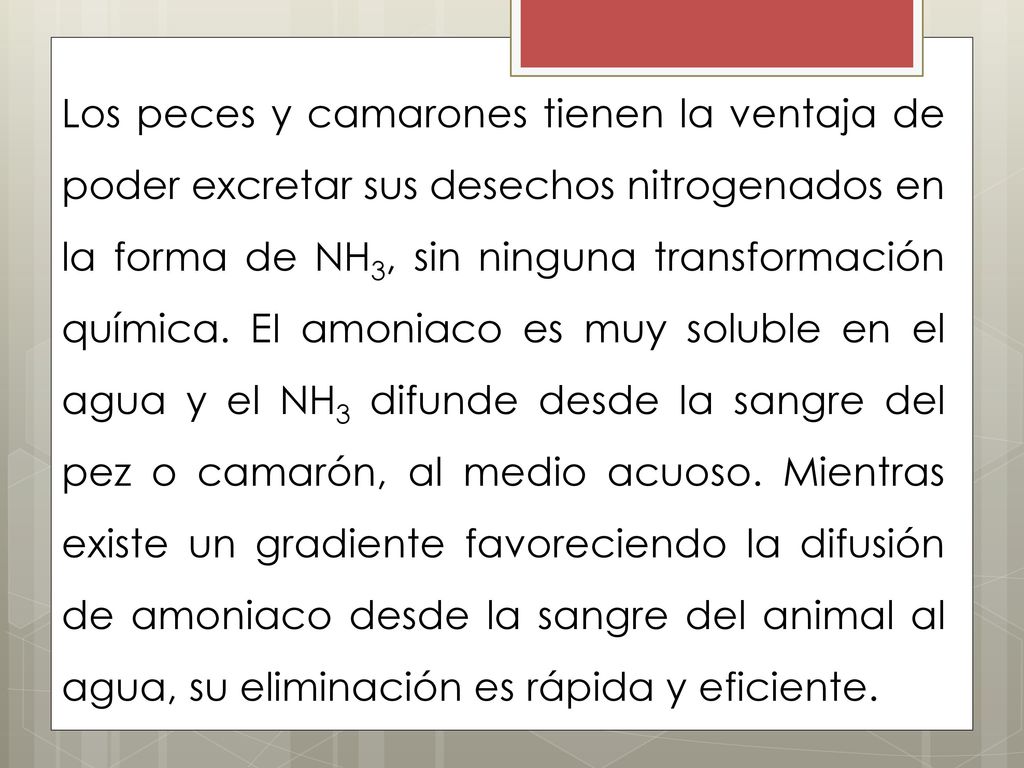 Los peces y camarones tienen la ventaja de poder excretar sus desechos nitrogenados en la forma de NH3, sin ninguna transformación química.