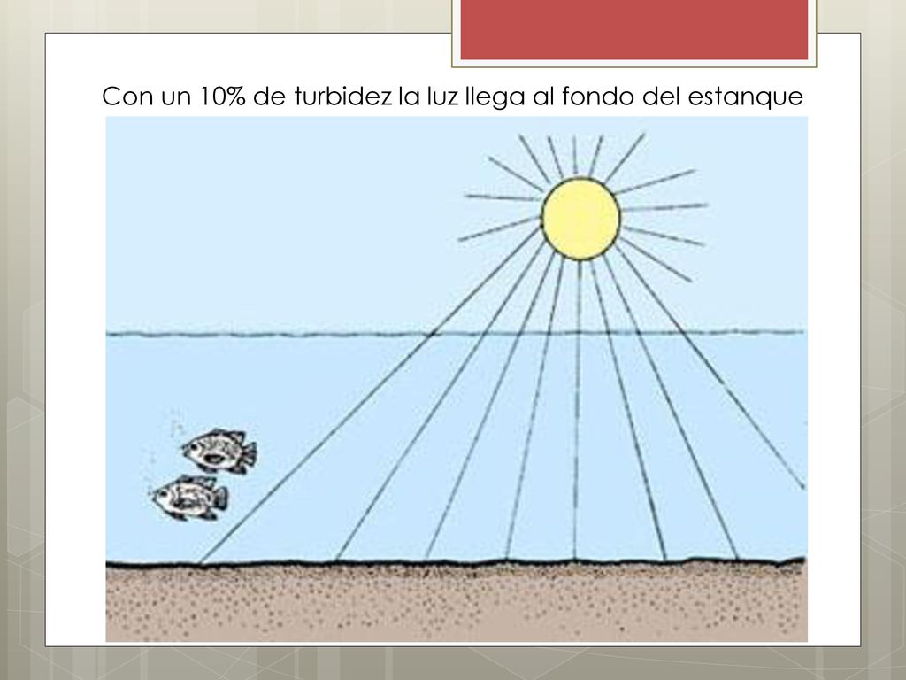 Con un 10% de turbidez la luz llega al fondo del estanque