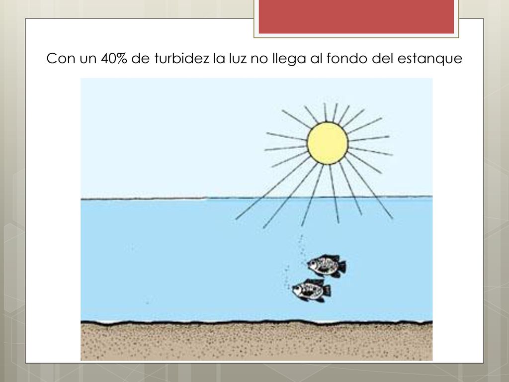 Con un 40% de turbidez la luz no llega al fondo del estanque