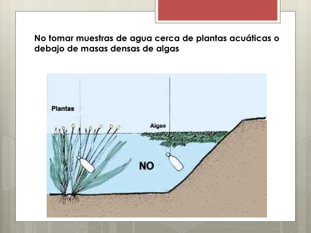 No tomar muestras de agua cerca de plantas acuáticas o debajo de masas densas de algas