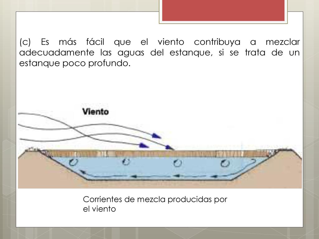 (c) Es más fácil que el viento contribuya a mezclar adecuadamente las aguas del estanque, si se trata de un estanque poco profundo.