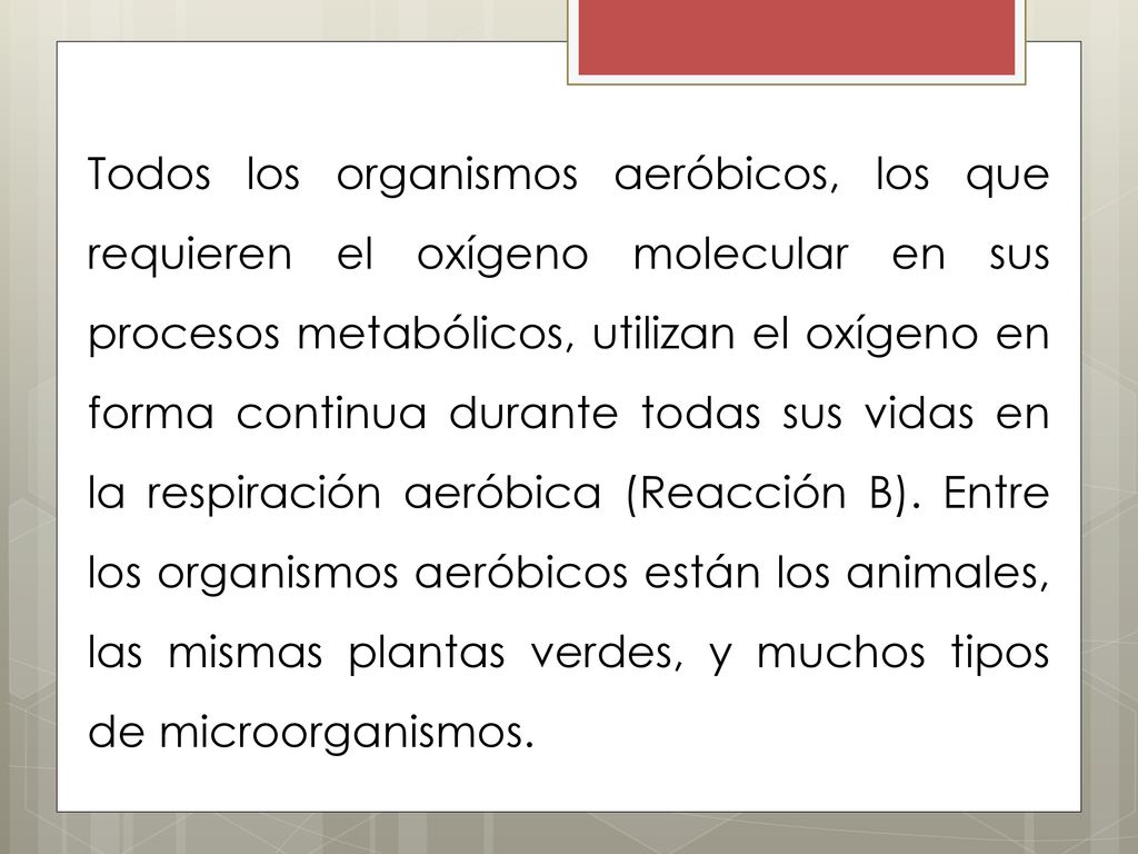 Todos los organismos aeróbicos, los que requieren el oxígeno molecular en sus procesos metabólicos, utilizan el oxígeno en forma continua durante todas sus vidas en la respiración aeróbica (Reacción B).