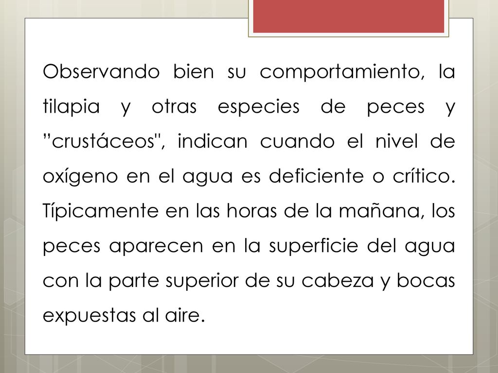 Observando bien su comportamiento, la tilapia y otras especies de peces y crustáceos , indican cuando el nivel de oxígeno en el agua es deficiente o crítico.