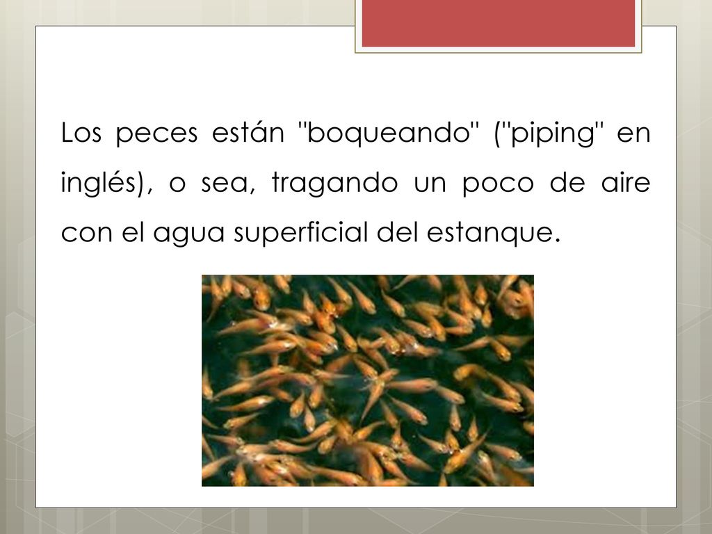 Los peces están boqueando ( piping en inglés), o sea, tragando un poco de aire con el agua superficial del estanque.