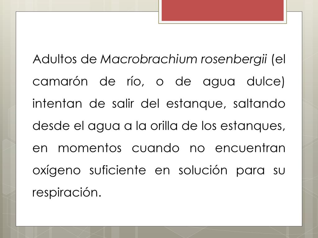 Adultos de Macrobrachium rosenbergii (el camarón de río, o de agua dulce) intentan de salir del estanque, saltando desde el agua a la orilla de los estanques, en momentos cuando no encuentran oxígeno suficiente en solución para su respiración.