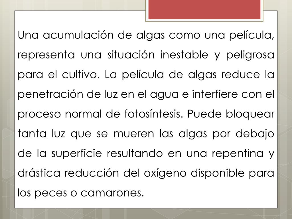 Una acumulación de algas como una película, representa una situación inestable y peligrosa para el cultivo.