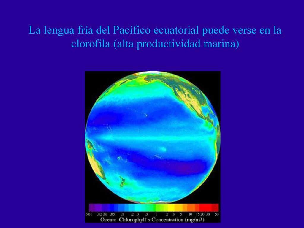 La lengua fría del Pacífico ecuatorial puede verse en la clorofila (alta productividad marina)
