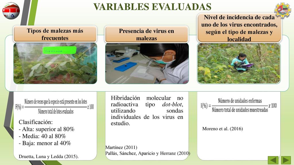Tipos de malezas más frecuentes Presencia de virus en malezas