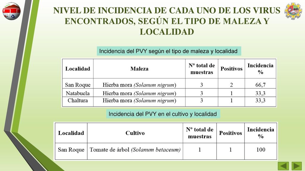 NIVEL DE INCIDENCIA DE CADA UNO DE LOS VIRUS ENCONTRADOS, SEGÚN EL TIPO DE MALEZA Y LOCALIDAD