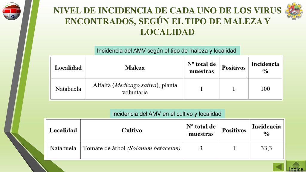 NIVEL DE INCIDENCIA DE CADA UNO DE LOS VIRUS ENCONTRADOS, SEGÚN EL TIPO DE MALEZA Y LOCALIDAD