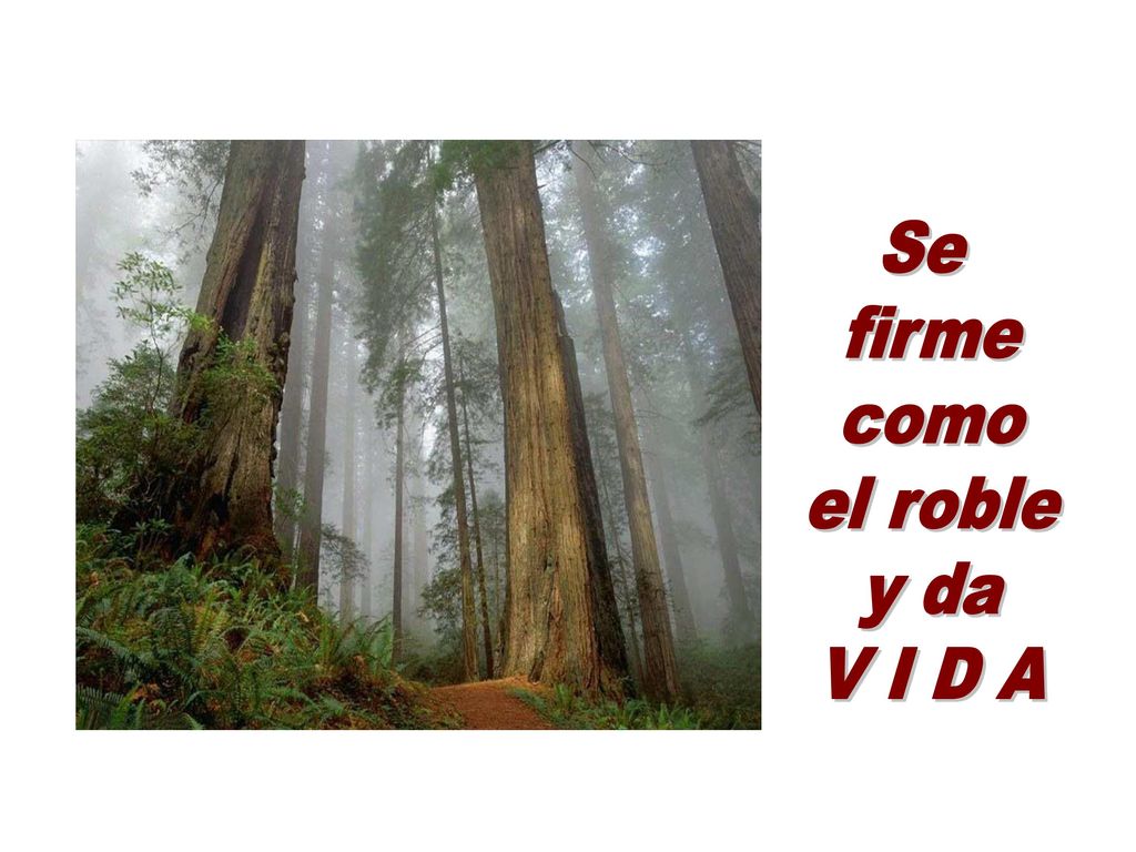 Se firme como el roble y da V I D A