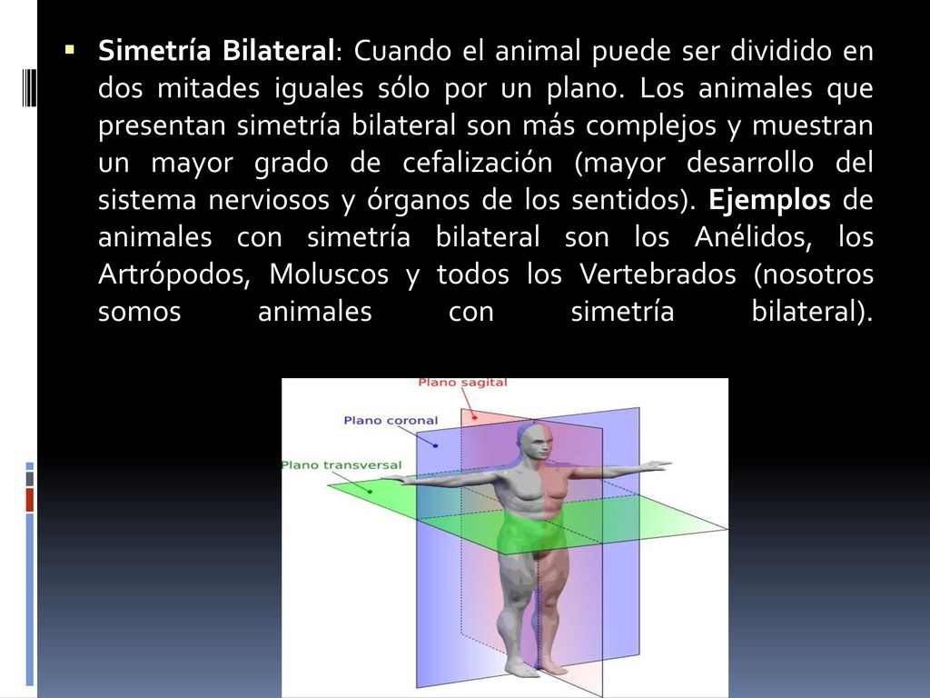 Simetría Bilateral: Cuando el animal puede ser dividido en dos mitades iguales sólo por un plano.