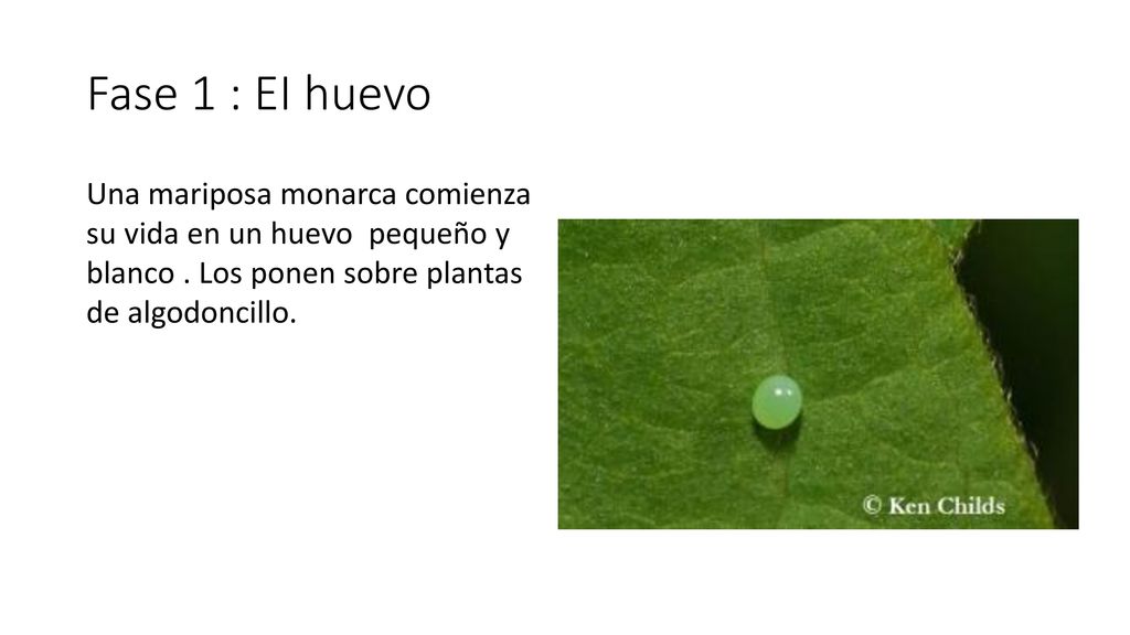 Fase 1 : EI huevo Una mariposa monarca comienza su vida en un huevo pequeño y blanco .