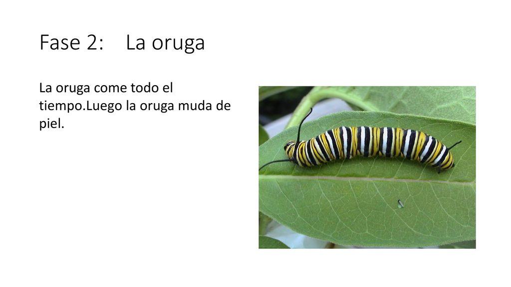 Fase 2: La oruga La oruga come todo el tiempo.Luego la oruga muda de piel.