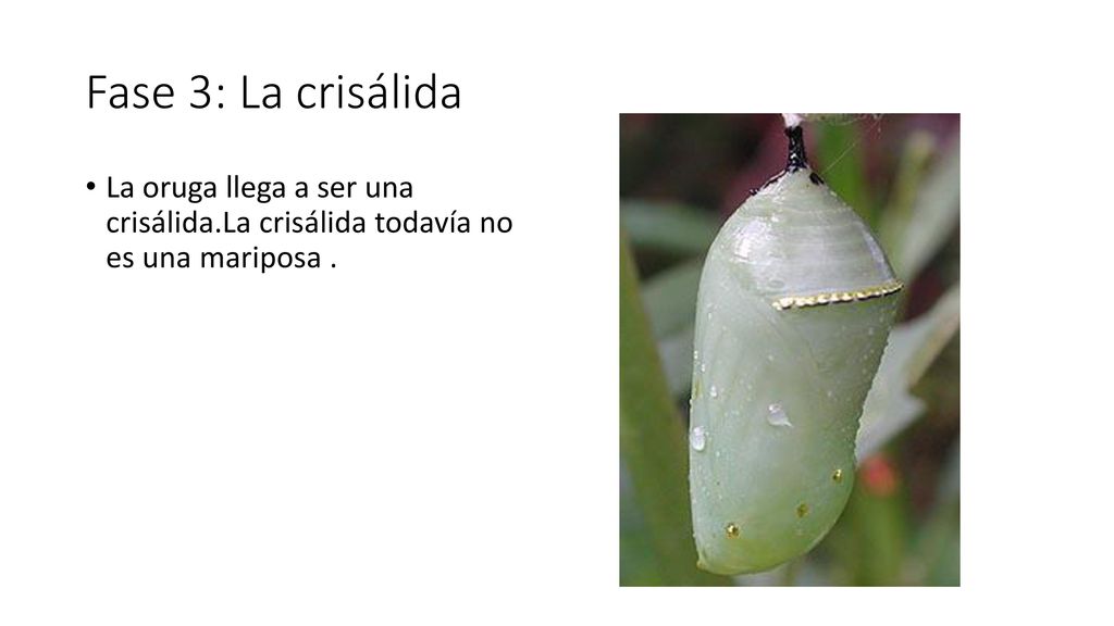 Fase 3: La crisálida La oruga llega a ser una crisálida.La crisálida todavía no es una mariposa .