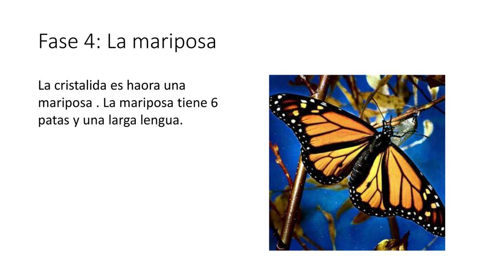 Fase 4: La mariposa La cristalida es haora una mariposa .