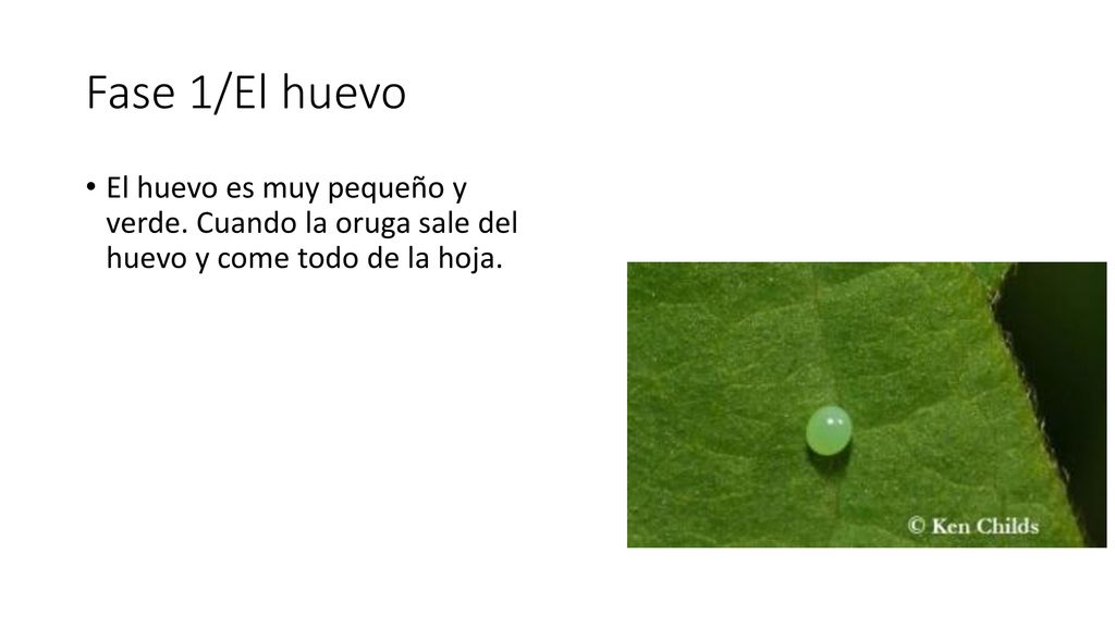 Fase 1/El huevo El huevo es muy pequeño y verde.
