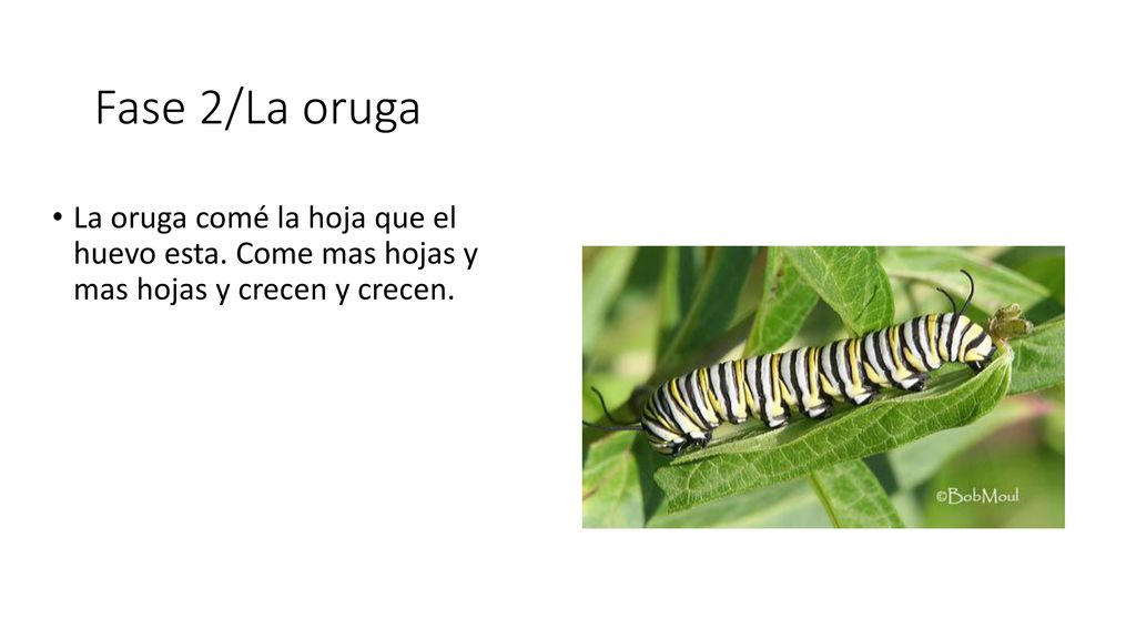 Fase 2/La oruga La oruga comé la hoja que el huevo esta.