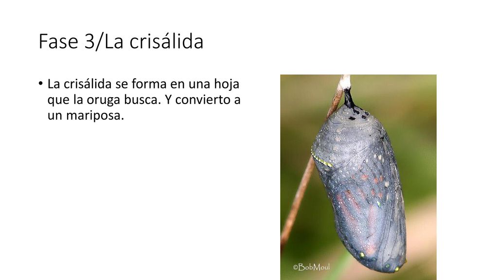 Fase 3/La crisálida La crisálida se forma en una hoja que la oruga busca.