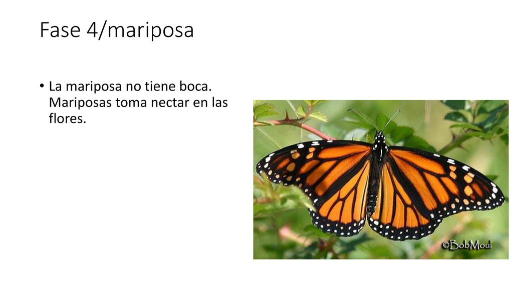 Fase 4/mariposa La mariposa no tiene boca. Mariposas toma nectar en las flores.