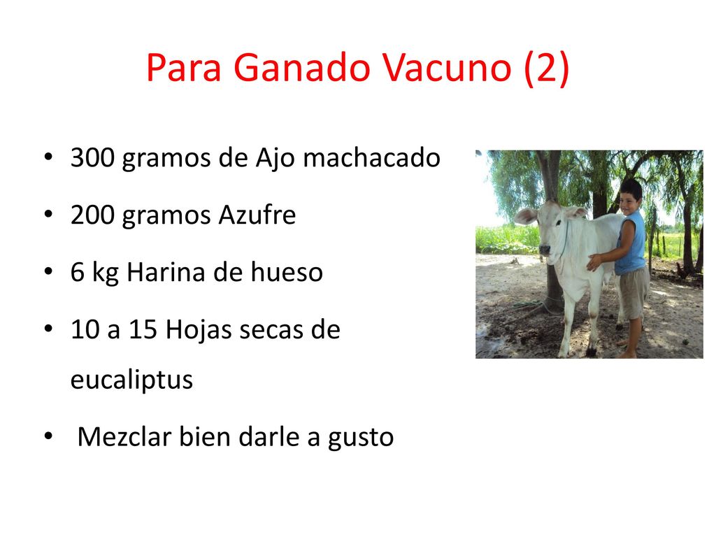 Para Ganado Vacuno (2) 300 gramos de Ajo machacado 200 gramos Azufre