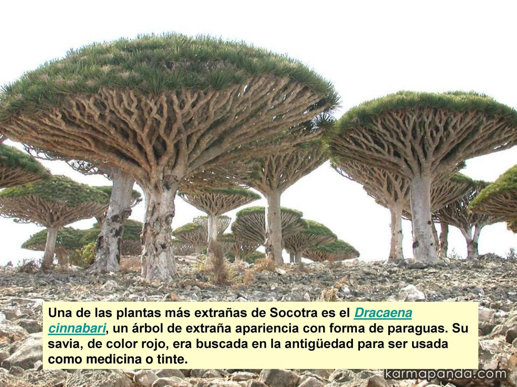 Una de las plantas más extrañas de Socotra es el Dracaena cinnabari, un árbol de extraña apariencia con forma de paraguas.