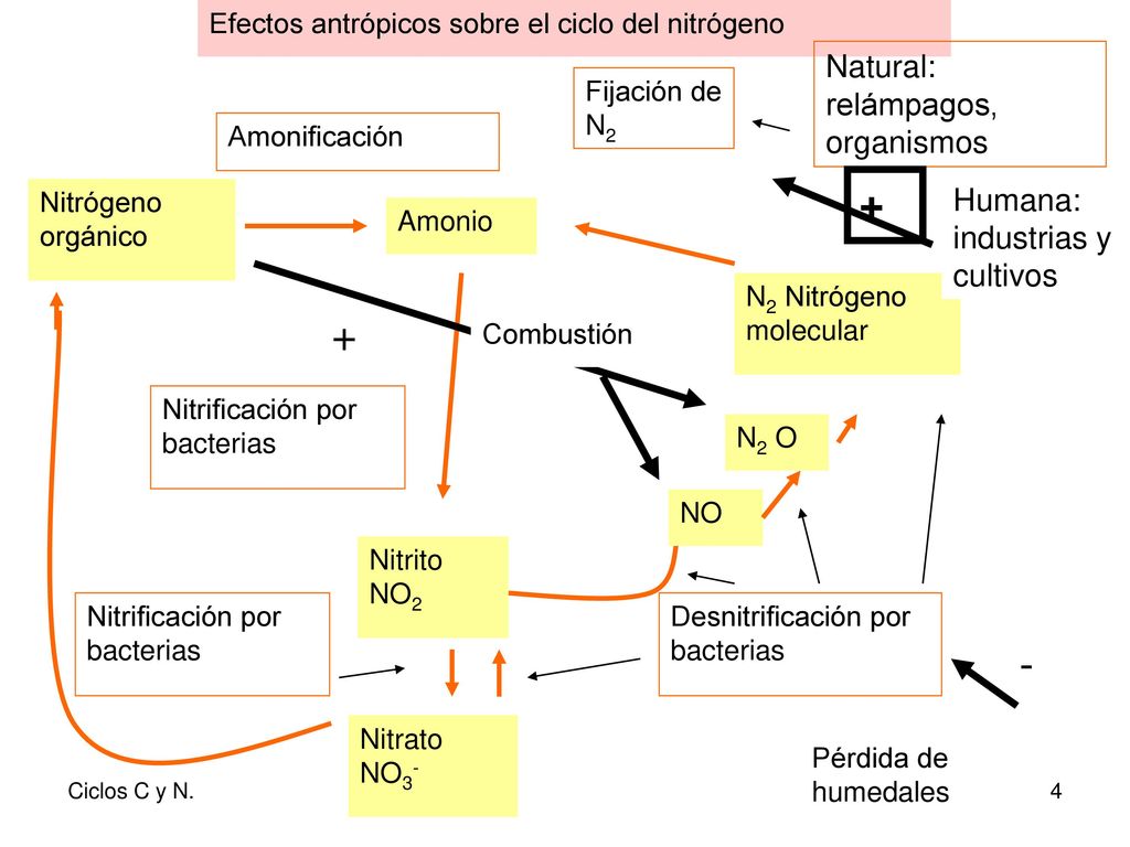 + + - Natural: relámpagos, organismos Humana: industrias y cultivos