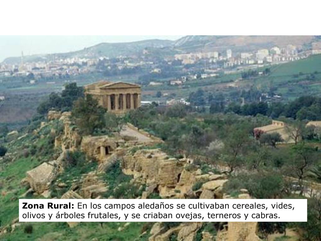 Zona Rural: En los campos aledaños se cultivaban cereales, vides, olivos y árboles frutales, y se criaban ovejas, terneros y cabras.